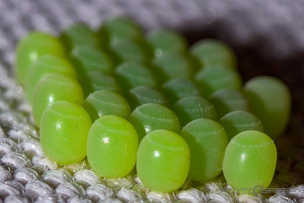 Green shield bug eggs (Ägg av Grön bärfis)