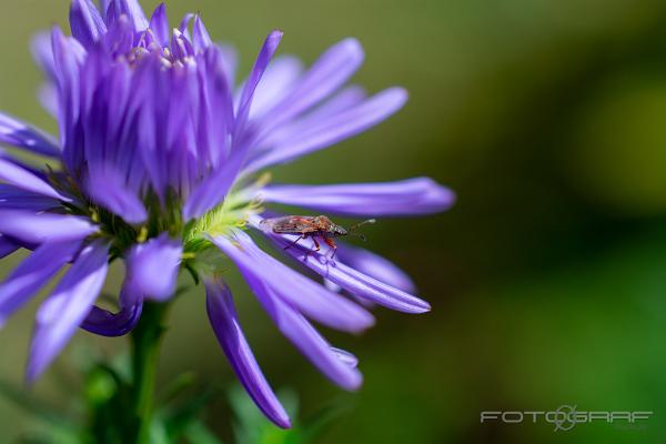 True bug enjoying the view