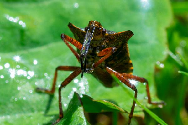 Forest bug (Red-legged shieldbug)