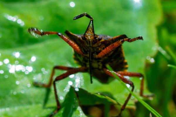 Forest bug (Red-legged shieldbug)