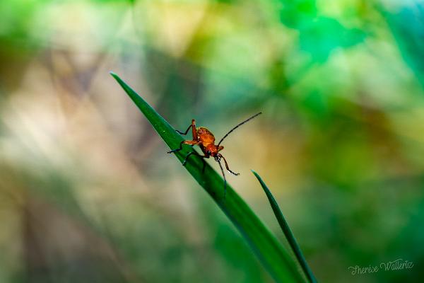 Common red soldier beetle