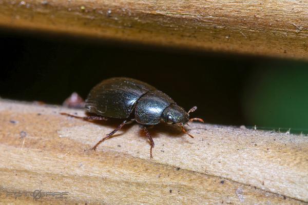 Water Scavenger Beetle