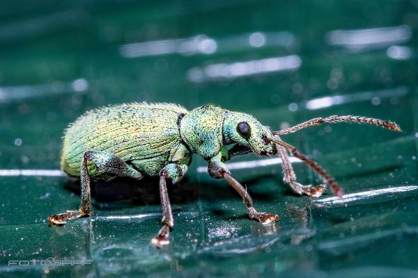 Silver-green leaf weevil (Silverlövvivel)