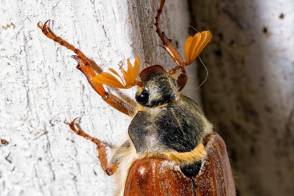 European cockchafer