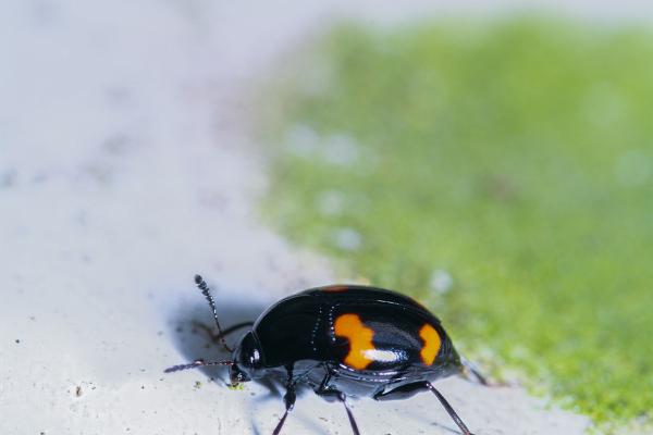 Shining fungus beetle