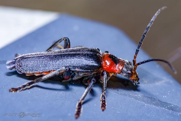 Soldier Beetle (Stor flugbagge)