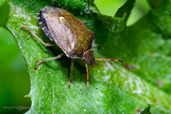 Vernal Shieldbug (Vårbärfis)