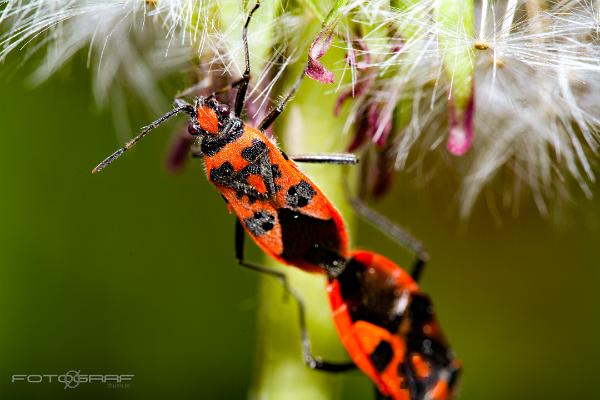 Cinnamon Bug