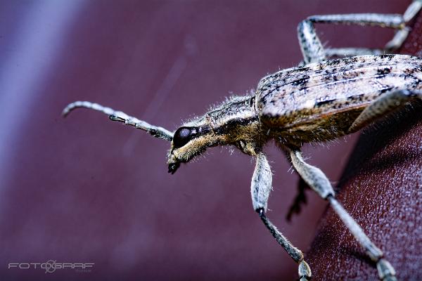 Ribbed Pine Borer