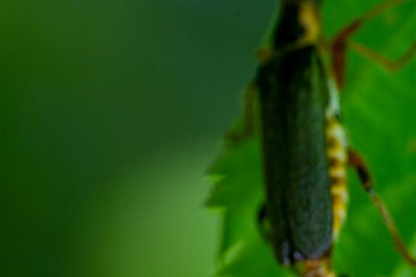 Common soldier beetles