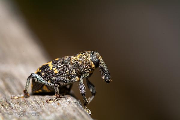 Large pine weevil