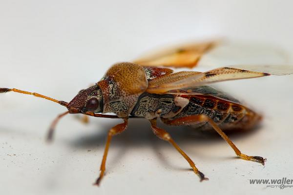 Birch Catkin Bug (Fröskinnbagge)