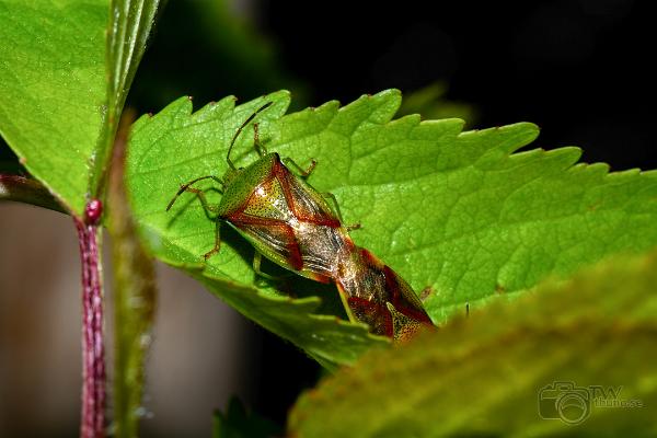 Birch shield bug