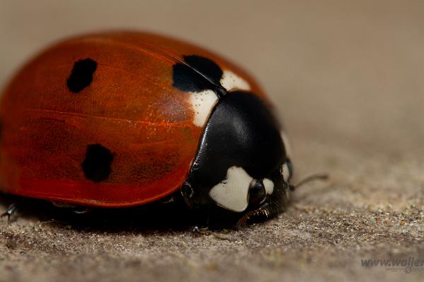 Seven-spotted Lady Beetle (7 prickig nyckelpiga)