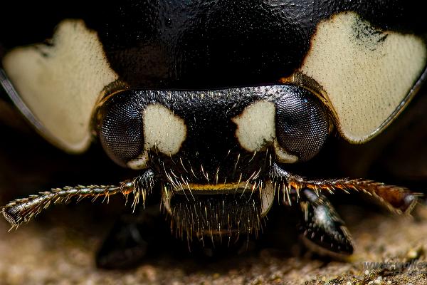 Seven-spotted Lady Beetle (7 prickig nyckelpiga)