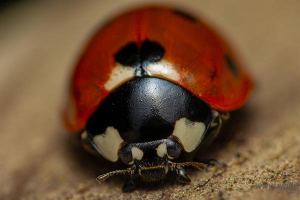 Seven-spotted Lady Beetle (7 prickig nyckelpiga)