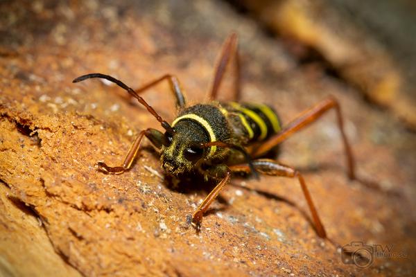 Wasp beetle