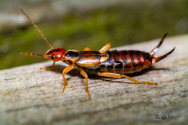 European earwig