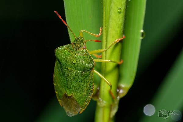 Green shieldbug