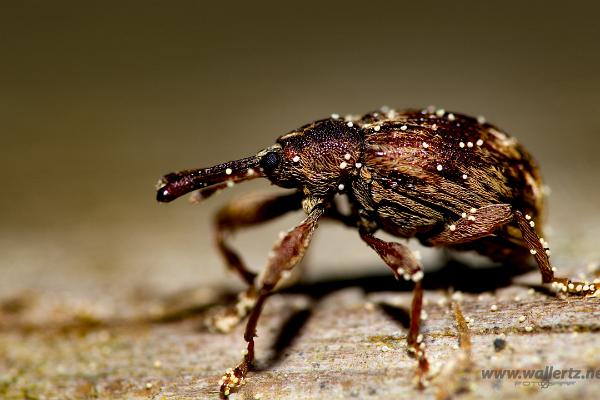 Weevil (Blomvivel)