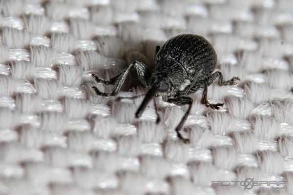 Weevil