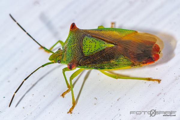 Hawthorn shieldbug (Hagtornsbärfis)