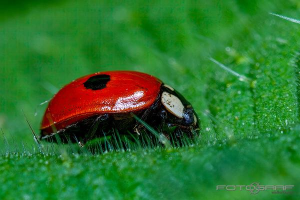 two-spotted ladybug (2-prickig Nyckelpiga)