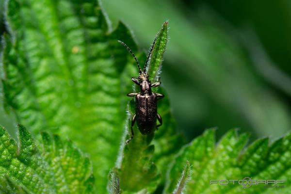 Aquatic leaf beetles (Rörbagge)