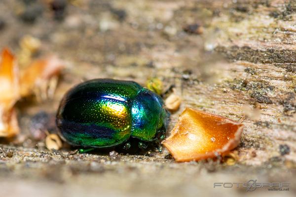 Dead-Nettle Leaf Beetle (Plisterbagge)