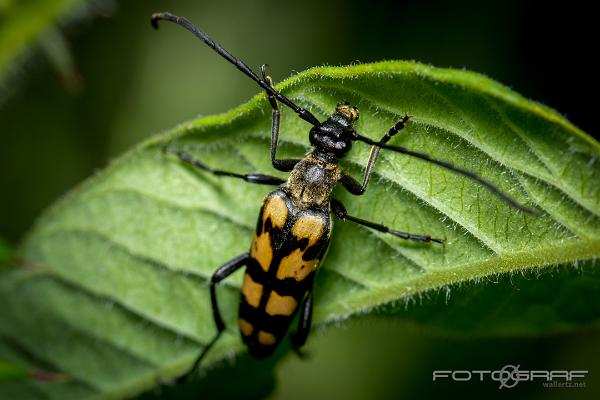 Longhorn beetle (Fyrbandad blombock)