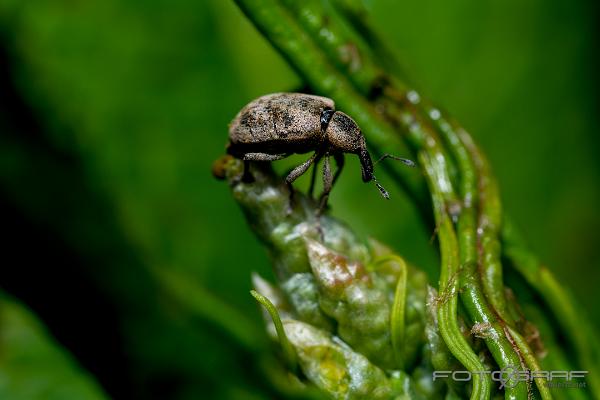 Weevil (Skräppekokongvivel)