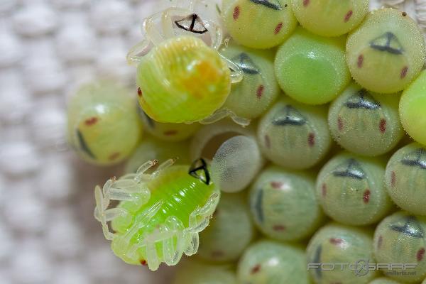 Common Green Shieldbug hatching from the eggs (Grön bärfis äggkläckning)