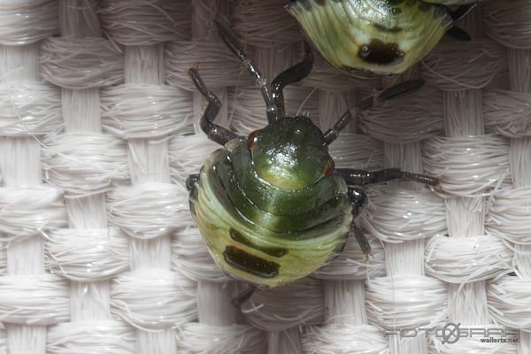 Common Green Shieldbug hatching from the eggs (Grön bärfis äggkläckning)