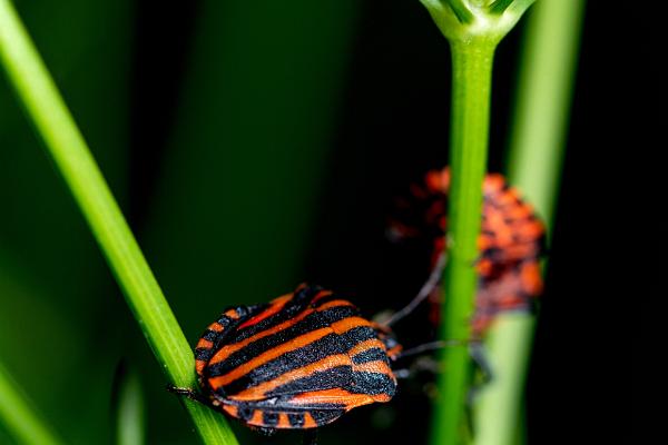 Striped shield bug (Strimlus)