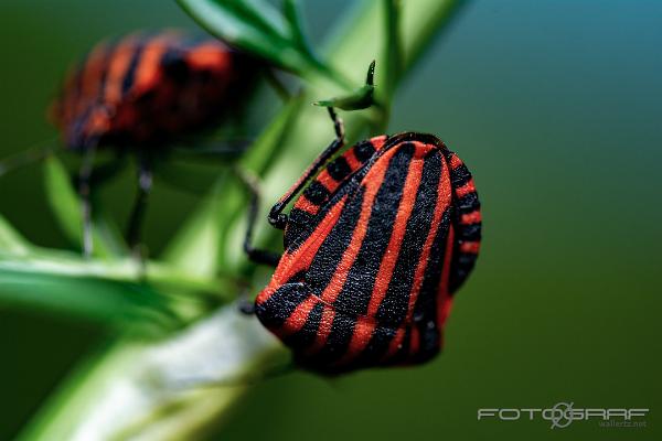 Striped shield bug (Strimlus)