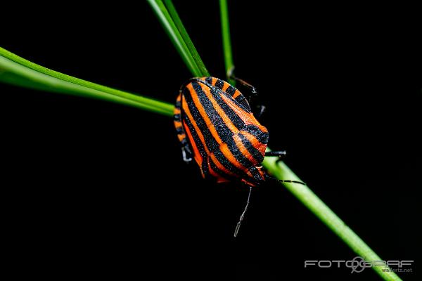 Striped shield bug (Strimlus)