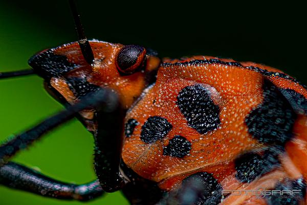 Striped shield bug (Strimlus)