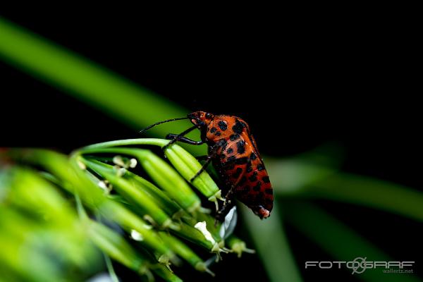 Striped shield bug (Strimlus)