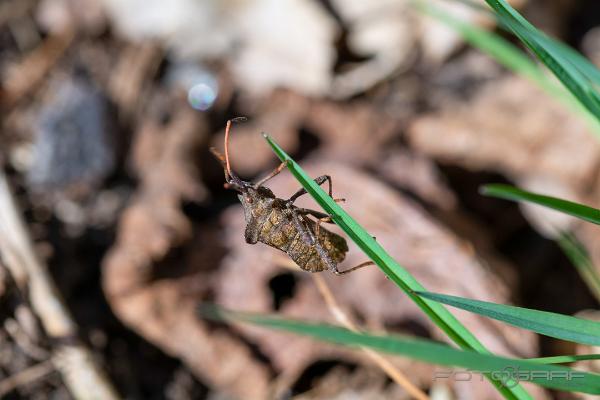 Shieldbug