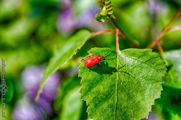 Scarlet lily beetle