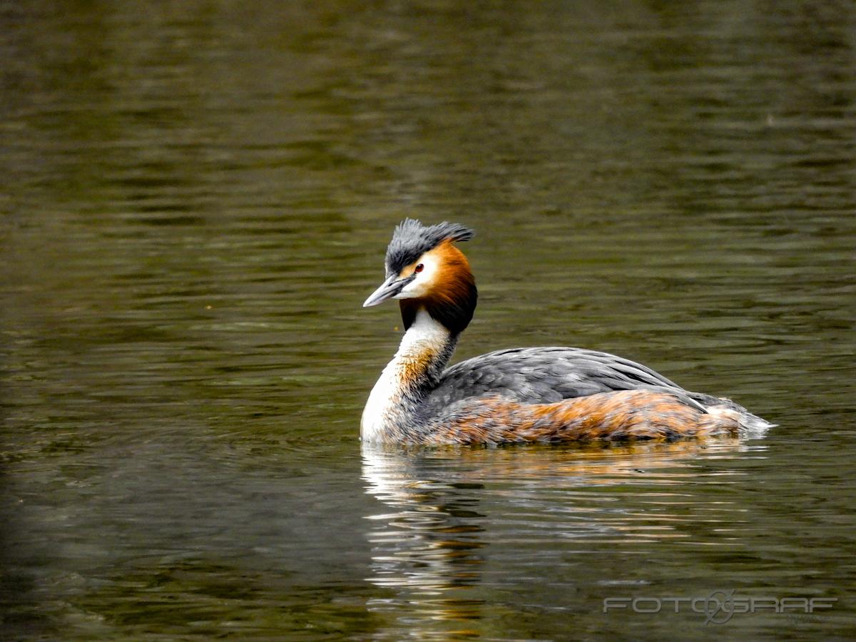 Great crested grebe Podiceps cristatus