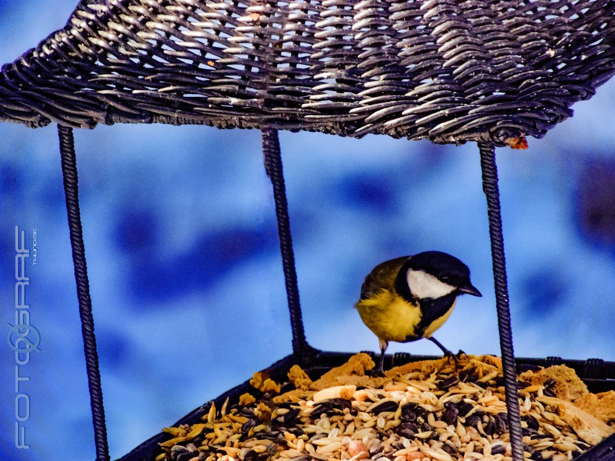 Great tit Parus major