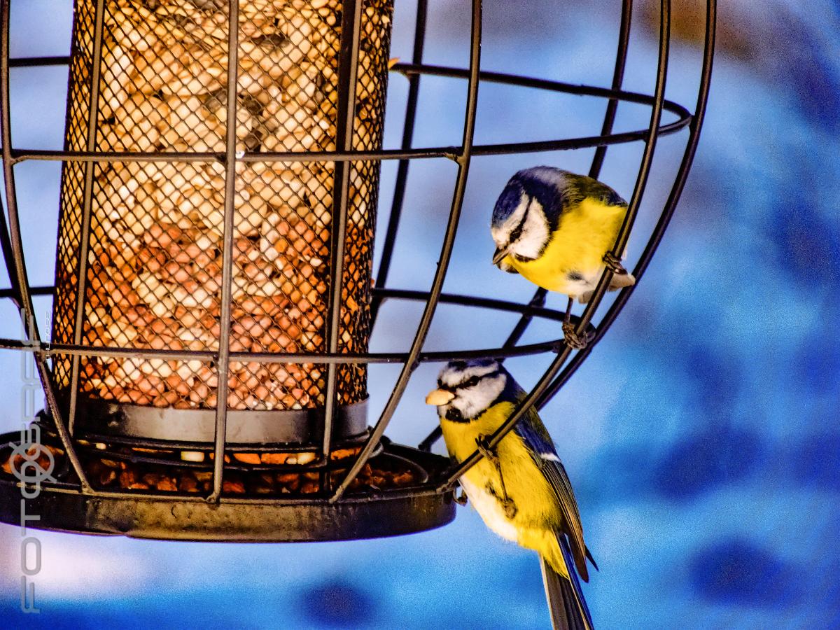 Eurasian blue tit Cyanistes caeruleus