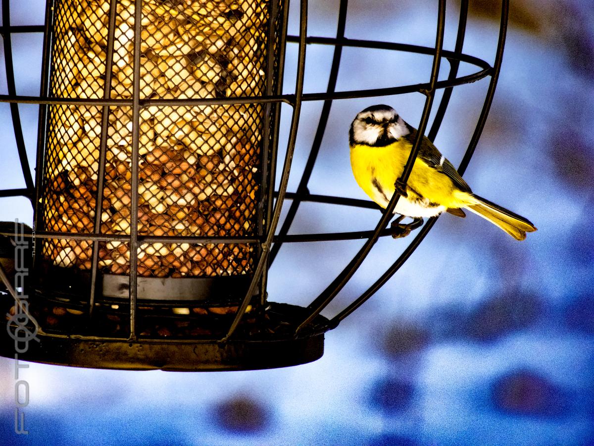 Eurasian blue tit Cyanistes caeruleus