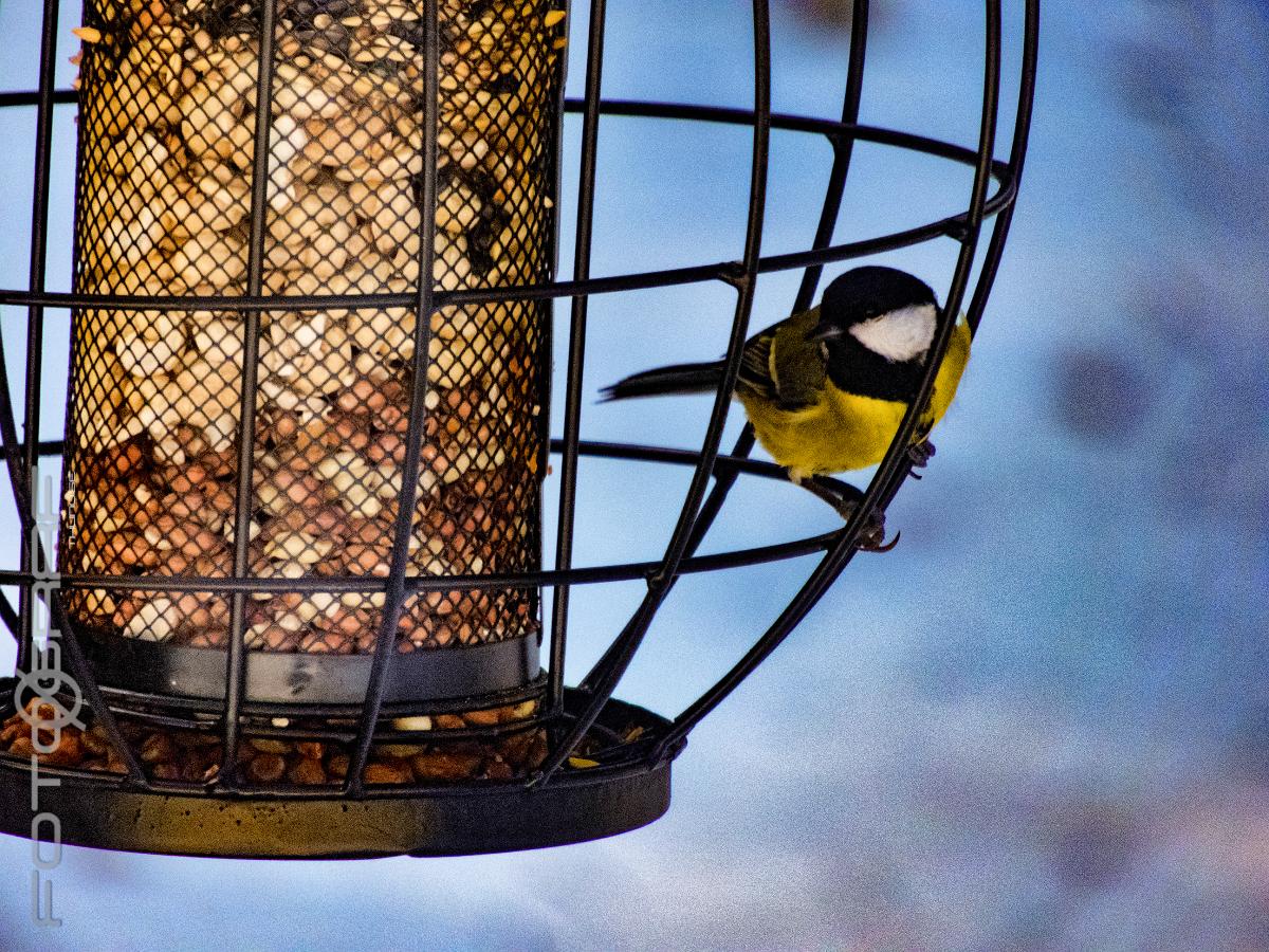 Great tit Parus major