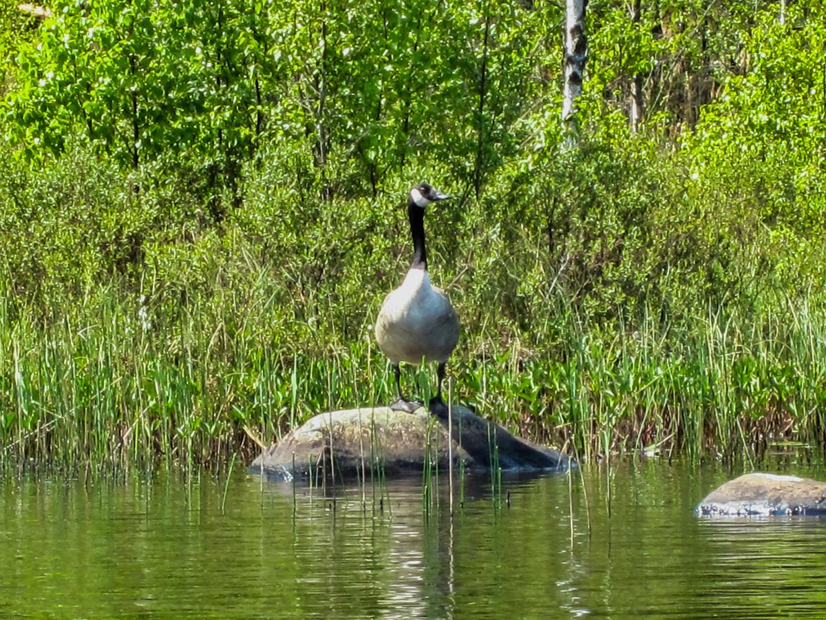 The cackling goose Branta hutchinsii