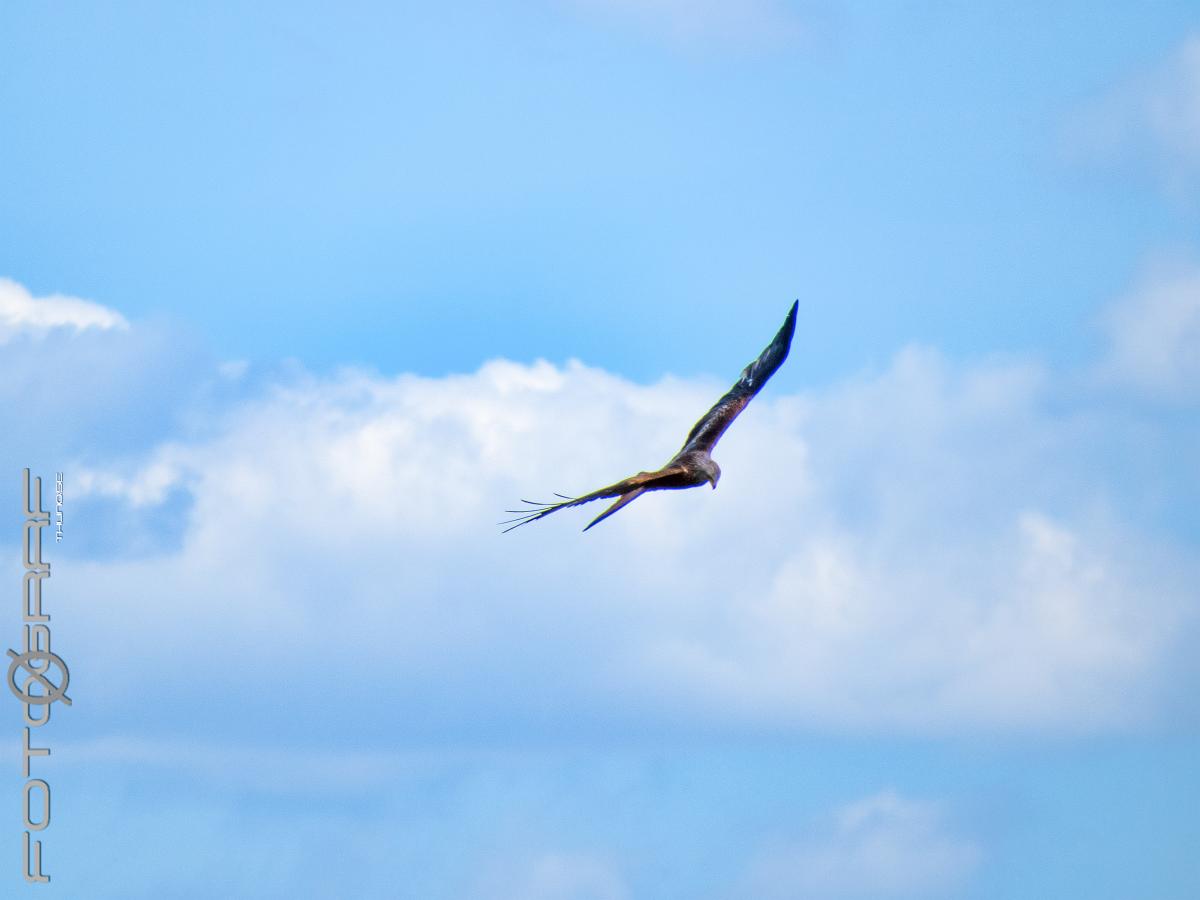 Red kite Milvus milvus