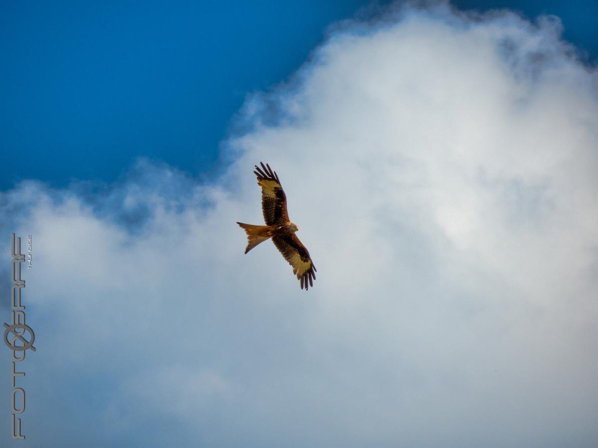 Red kite Milvus milvus