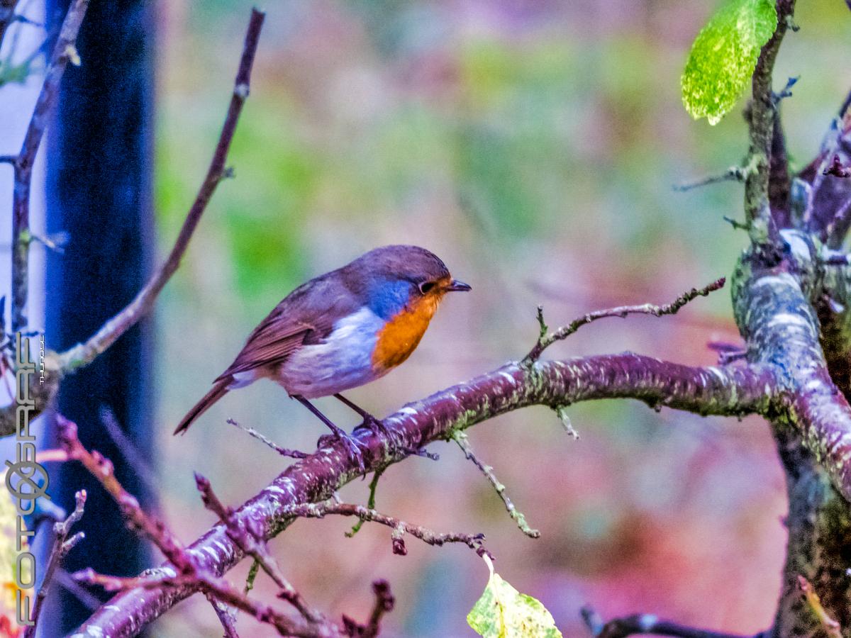 Red robin Where is that cat...