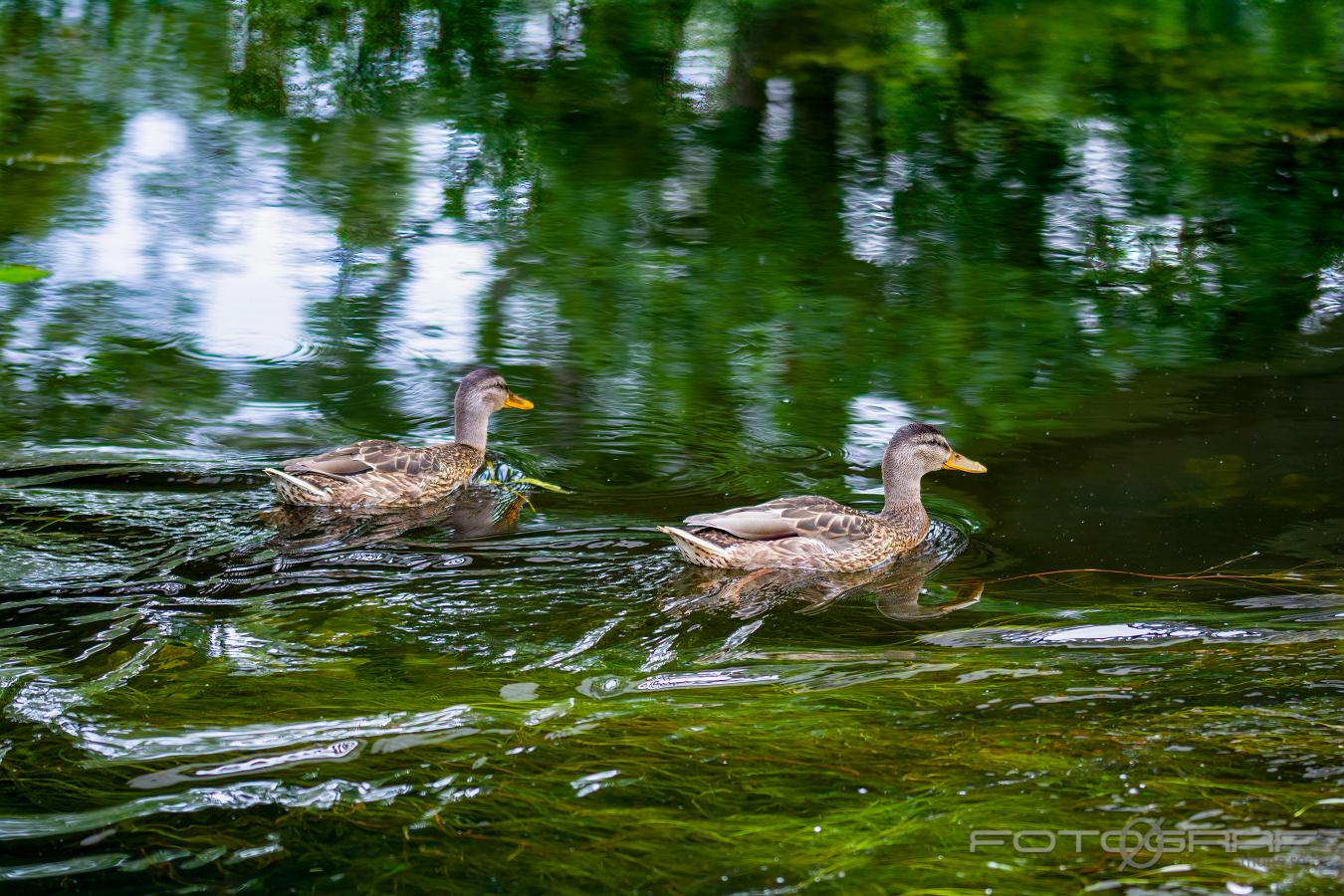 Mallard (Gräsand) Anas platyrhynchos